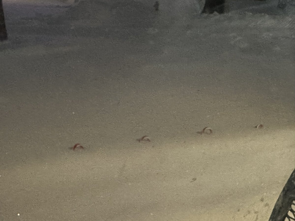 My 12” tall candy canes are almost gone now here in Lenexa, KS