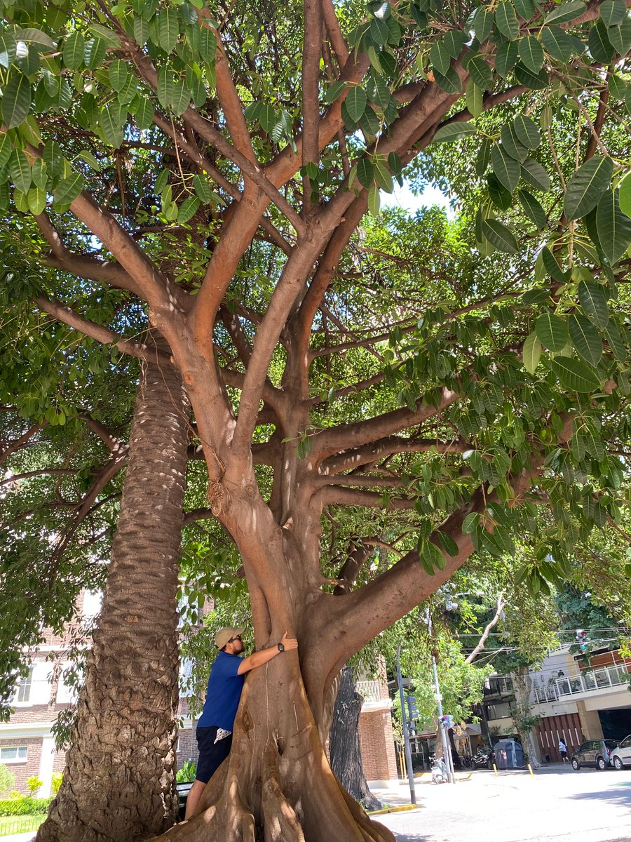 Trees are important. The Co2 carbon credit market is one of the great applications of RWA currently. <a href="/ents_foundation/">Endangered Tokens (🌳, 🌱)</a>