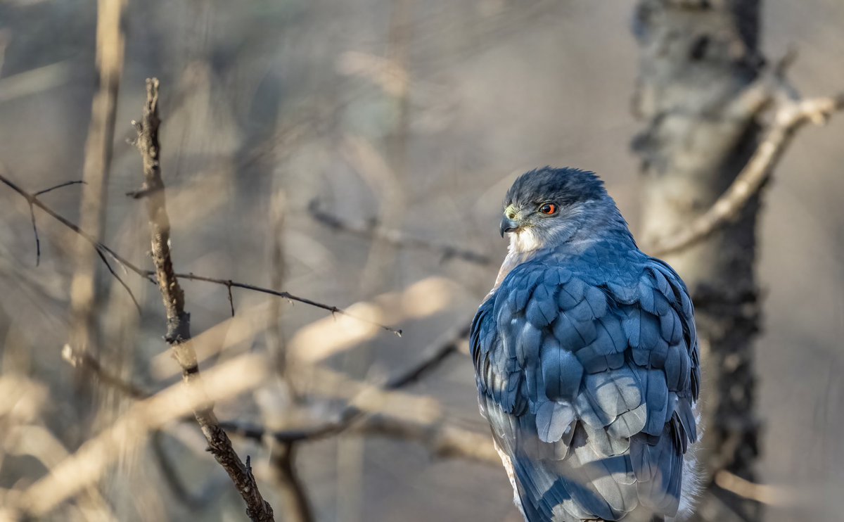 satlit25's tweet photo. Coopers Hawk post devouring a sparrow. South of The Ramble
@BirdCentralPark #cpp https://t.co/lzf40LfKRE