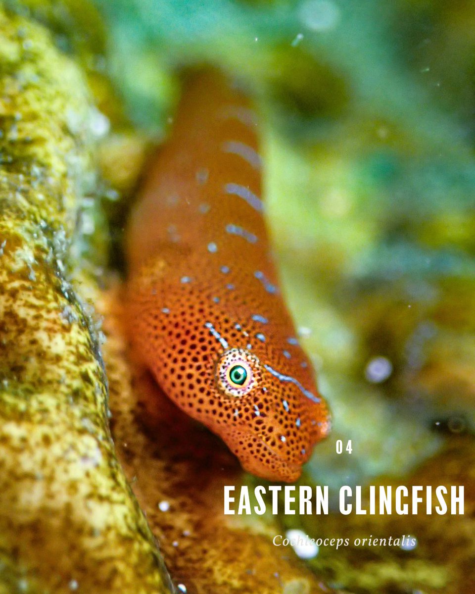 Who's clinging onto the summer break like the Eastern Clingfish?

Found in the tide pools, sponges and seagrass meadows of Sydney Harbour, they’re masters of camouflage, blending in perfectly with their surroundings. 

#clingfish #sydneyharbour #marinelife #marinebiodiversity
