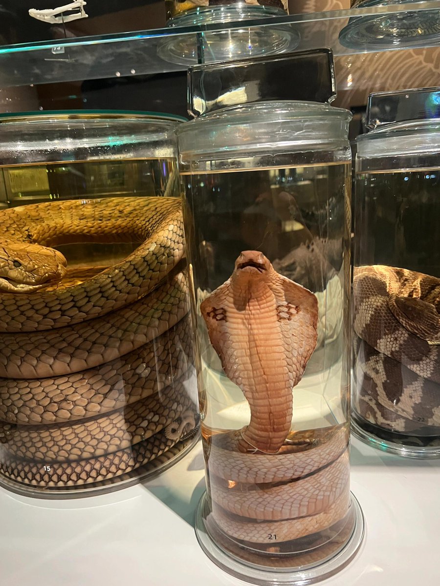 博物館にはあらゆる種類の昆虫、植物、生き物がいます🪲….
とても面白くて、よく知られている科学の知識がたくさん学べます！ NUS の学生は無料です。学生証をお持ちの場合は割引を受けられます。