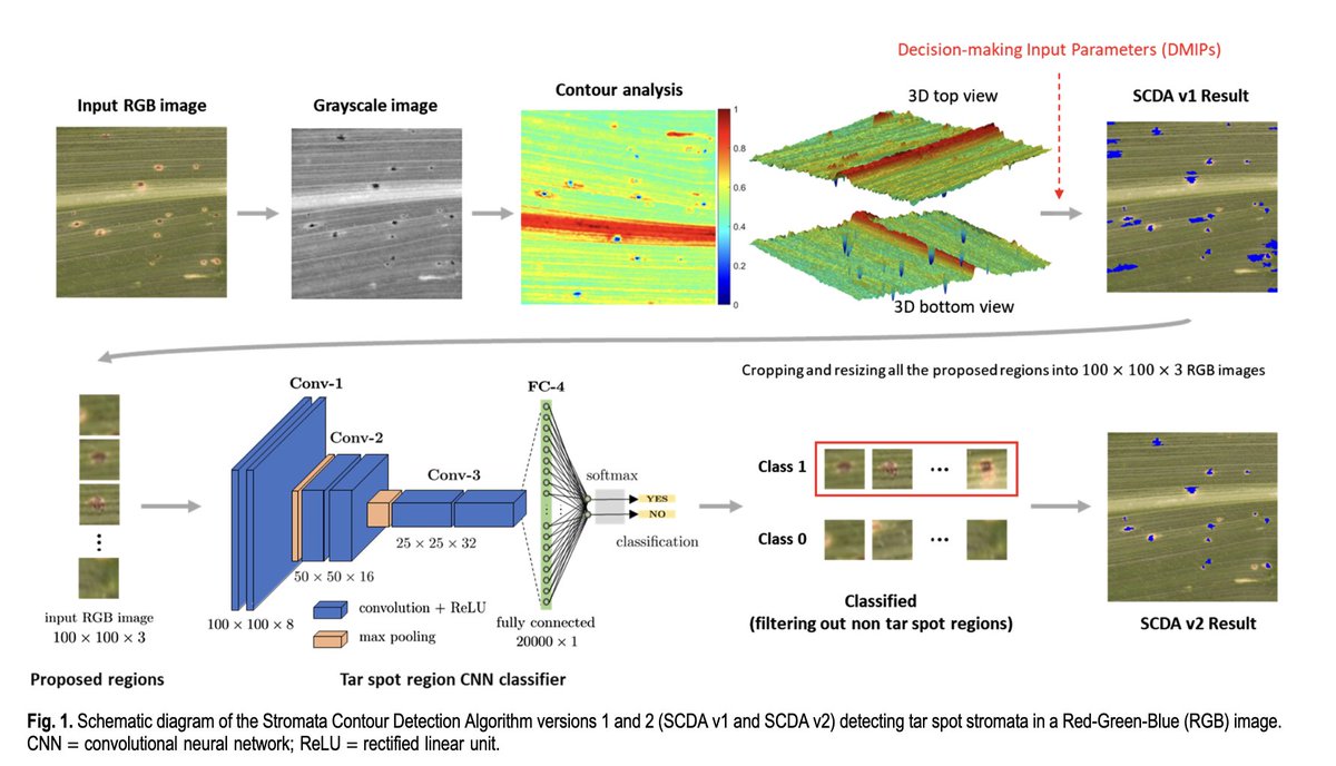 C. D. Cruz (@cruzepidemiolab) on Twitter photo 🚀 Excited to share our latest open-access publication!
We present a deep learning approach using RGB imaging and a stromata contour detection algorithm to improve leaf-level analysis of corn tar spot severity.
📄 Read the full study: apsjournals.apsnet.org/doi/epdf/10.10… <a href="/PlantDiseaseJ/">Plant Disease</a> 🚀 Excited to share our latest open-access publication!
We present a deep learning approach using RGB imaging and a stromata contour detection algorithm to improve leaf-level analysis of corn tar spot severity.
📄 Read the full study: apsjournals.apsnet.org/doi/epdf/10.10… <a href="/PlantDiseaseJ/">Plant Disease</a>