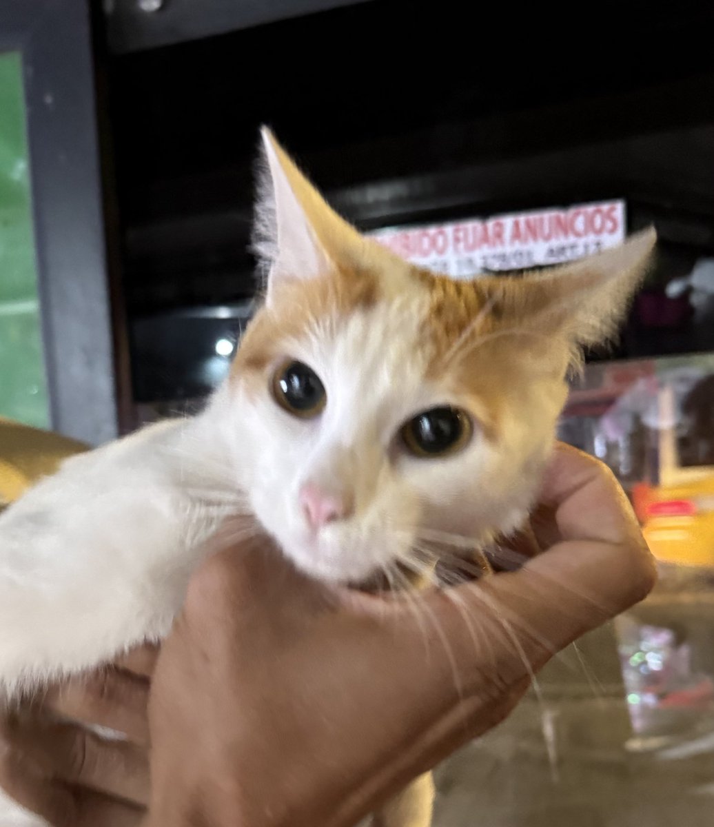 gabuleta's tweet photo. Encontramos este gatito o gatita en la Vélez Sarsfield y 27 de Abril, Córdoba. No pudimos sacarle mejor foto porque se mueve mucho. Buscamos a sus dueños! RT porfa. https://t.co/dkC0OmhgUo