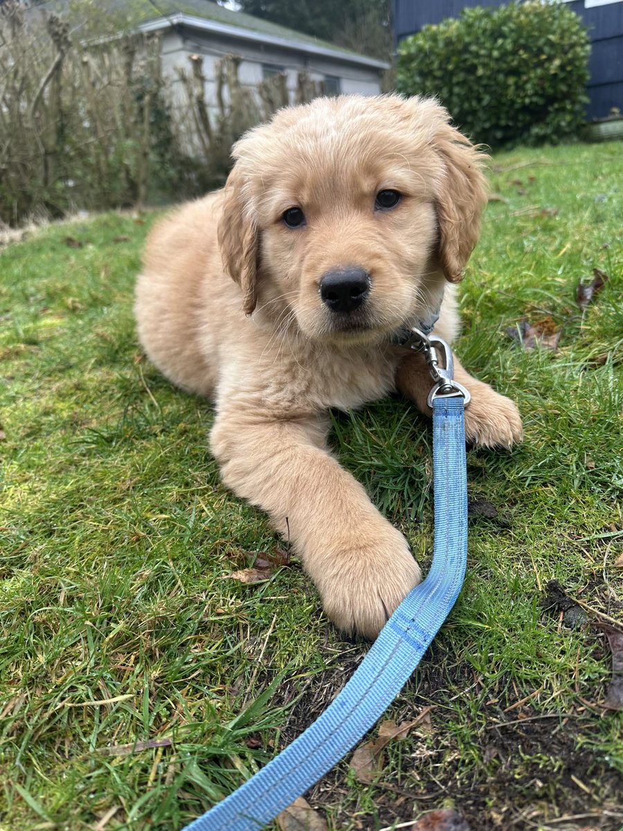 SS_on_X's tweet image. This is our new puppy Maxx. We named him after the one and only @CrosbyMaxx #RaiderNation