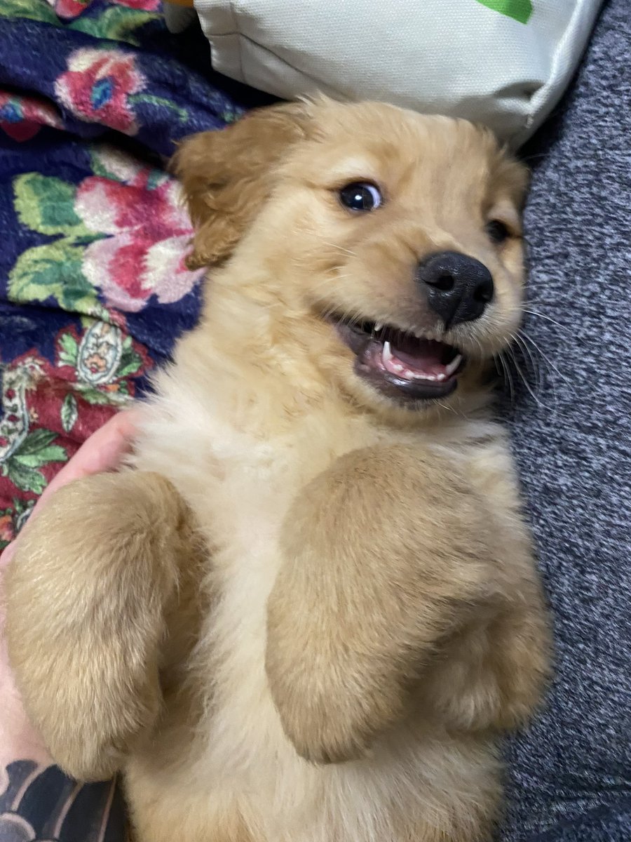 SS_on_X's tweet image. This is our new puppy Maxx. We named him after the one and only @CrosbyMaxx #RaiderNation