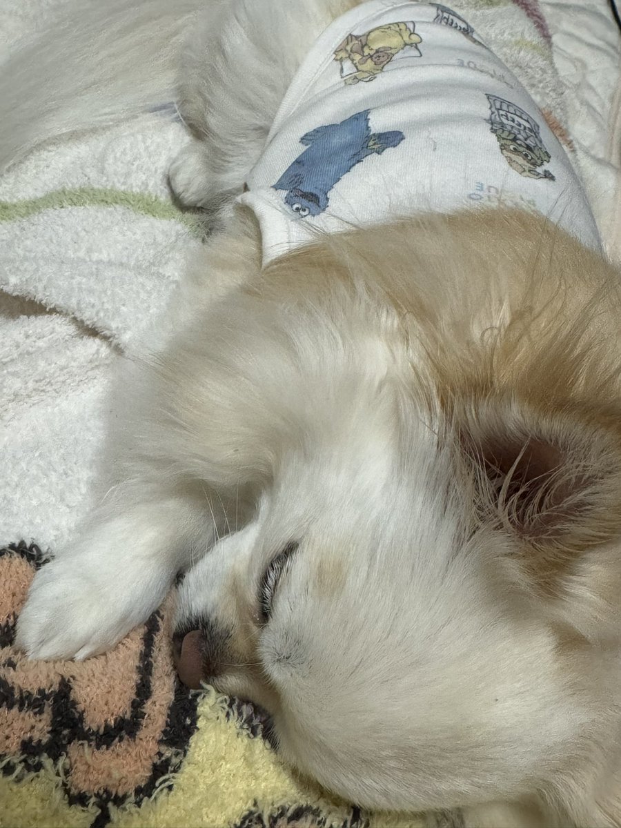 mynameismoco's tweet photo. モコと朝ゆっくり出来るのも今日まで😭
セサミストリートのパジャマはお揃い🐶💕 https://t.co/tZjW5Bhe0D
