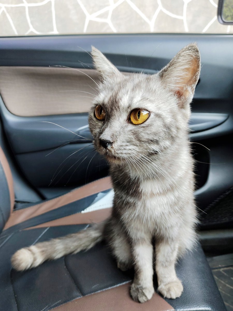 Mandala. tweet media