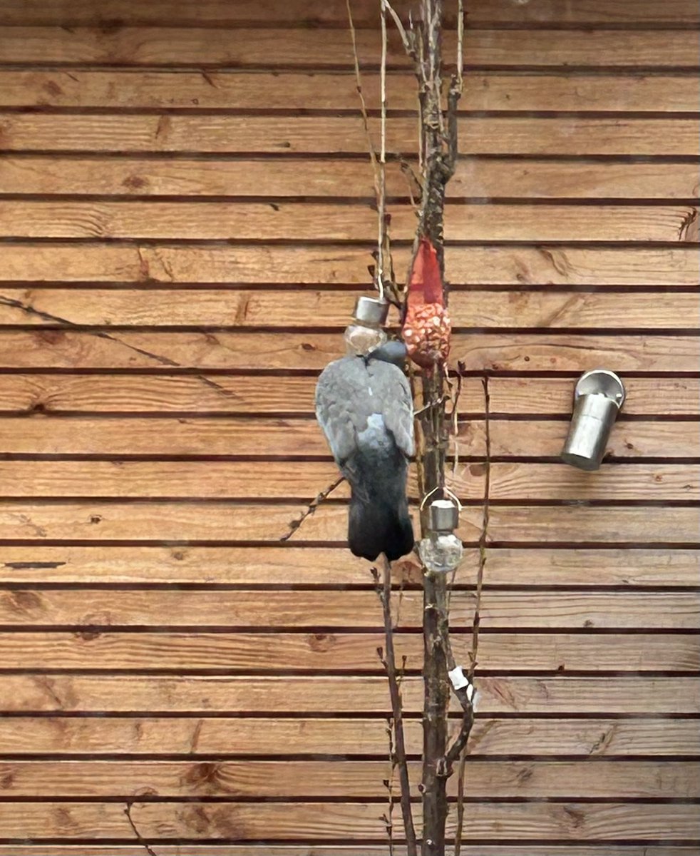 Van het kauwtje afgekeken: 
zie hoe deze slimme duif, 
op een takje neergestreken,
zich te goed doet aan de ruif.
#dagdicht