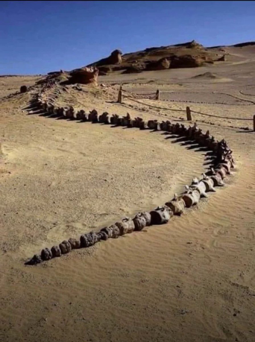 A 37 million year old Whale skeleton found in the hot dunes of Egypt