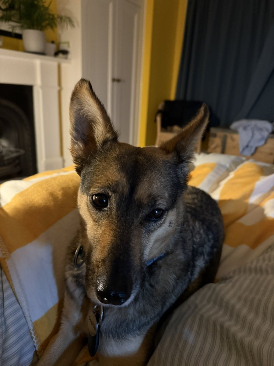 #sophiefromromania is up early this morning and wants to say thank you to all her Twitter followers but please now join her on Instagram (rorycellan) and BlueSky (@rorycj.bsky.social) - the prof can also be found at diane1859 ( instagram) and dianecoyle1859.bsky.social (BlueSky)