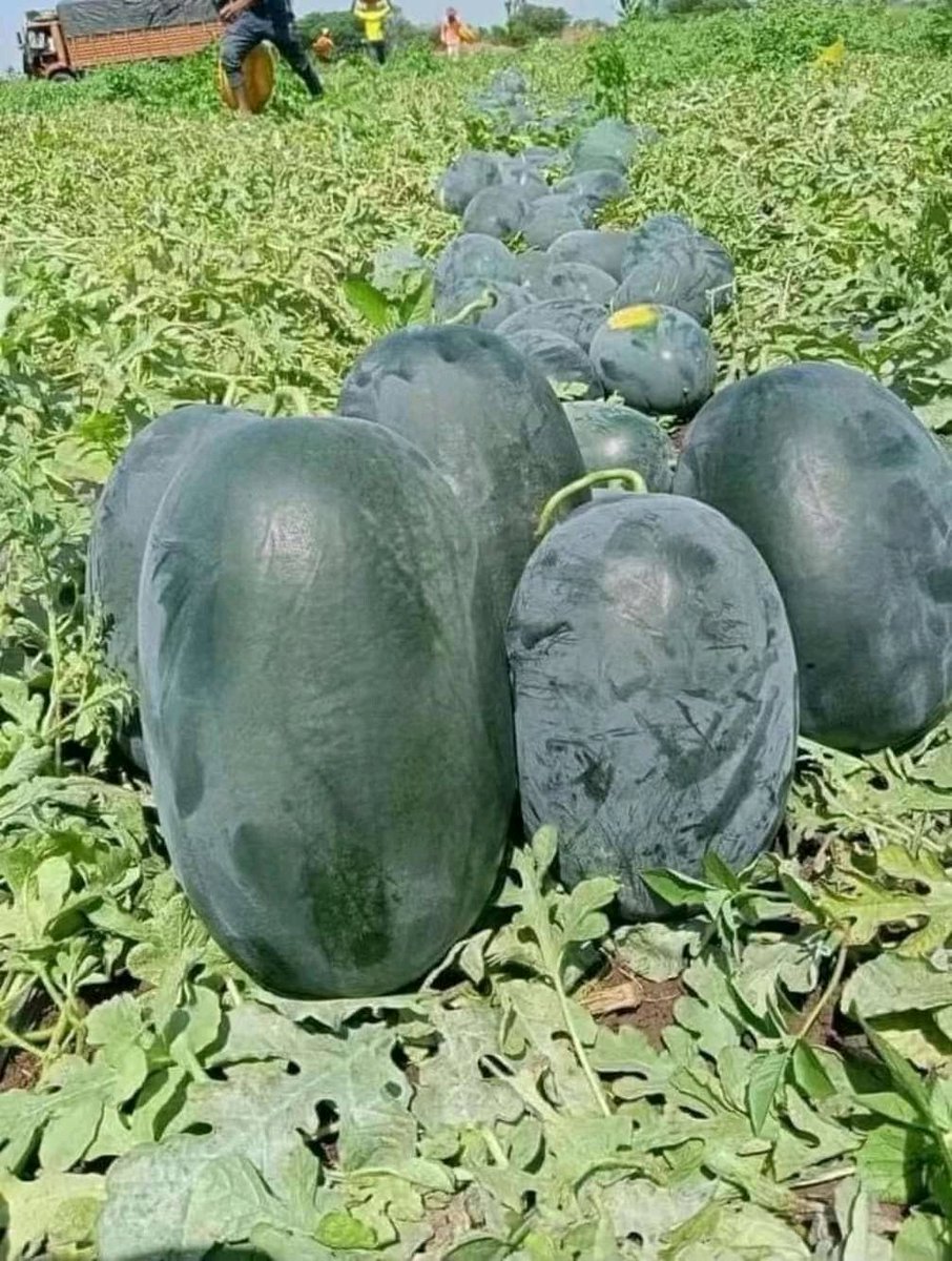 frankbyiringir0's tweet photo. Good morning dear #farmers.

May you all find success in this new week we begin.

Let's also be connected and share knowledge and experience in this new year.

#FarmingFirst #Food2All https://t.co/XslIcS1LJf