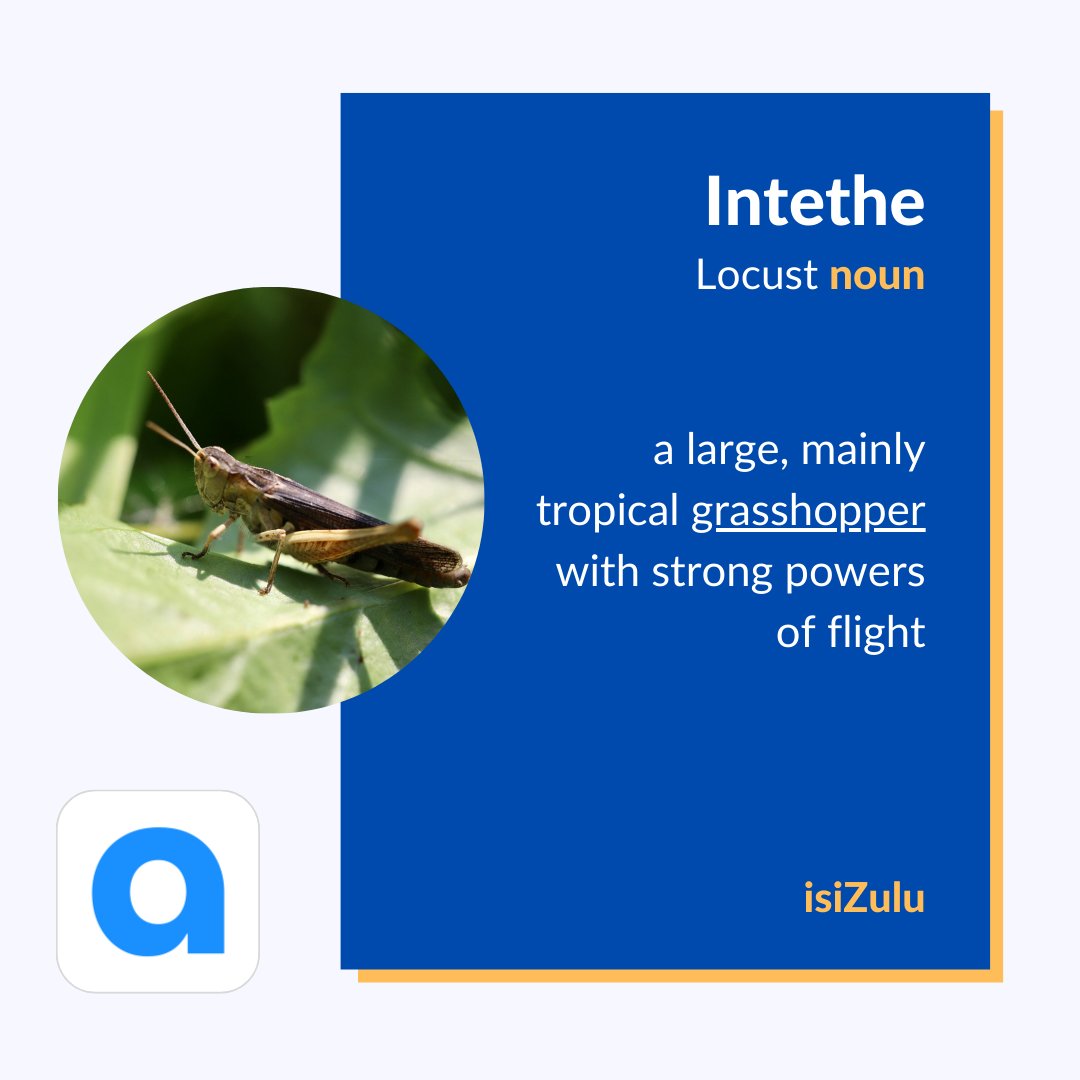 angula_app's tweet photo. π Celebrating the diversity of African languagesβhere's how we say 'locust' across the continent. π¦β¨ #AfricanLanguages #AngulaApp https://t.co/hFGeQ8ljft