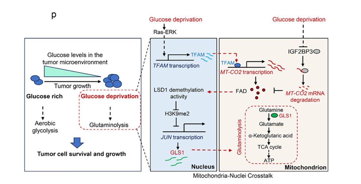 sreeparna_b's tweet image. Last week&apos;s papers on #cancer #metabolism &amp;amp; #glutamine via @Bims_BiomedNews 

biomed.news/bims-glucam/20…

Top pick: Mitochondrial-cytochrome c oxidase II promotes glutaminolysis to sustain tumor cell survival upon glucose deprivati… pubmed.ncbi.nlm.nih.gov/39747079/