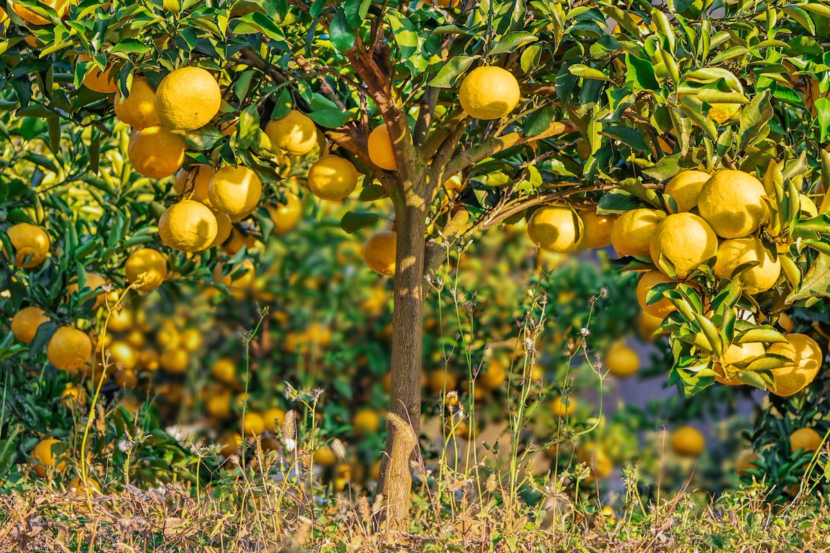 😍 😋 It looks like an orange, smells like a lemon, tastes as sweet as a pomelo, and is as juicy as a tangerine. Known as the "deep-water missile" of the fruit world, this is the Golden Pomelo. Right now, the Golden Pomelo from Lianjiang county in Fuzhou is in season and available for sale—come and try it! ❤️
#GoldenPomelo #Fuzhou #FujianNature
@FuzhouCity @RibiaoChen @ConsuladoCHNSC
@ChinaEmSlovenia @AmbCina @CG_GuoShaochun
@chinaconsulist @libelula_group @Chinaemb_Hellas
@china_embajada @ChineseEmbinUAE @LetChinese