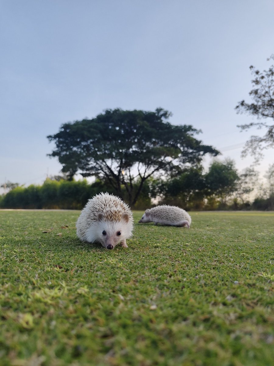 Ra_Ra_nny's tweet photo. สุดหล่อของแม่ 🦔🦔 ออกกำลังกายขาสั้นๆแต่ผมวิ่งเร็วนะครับ😁😁 https://t.co/cEURXg1jcP