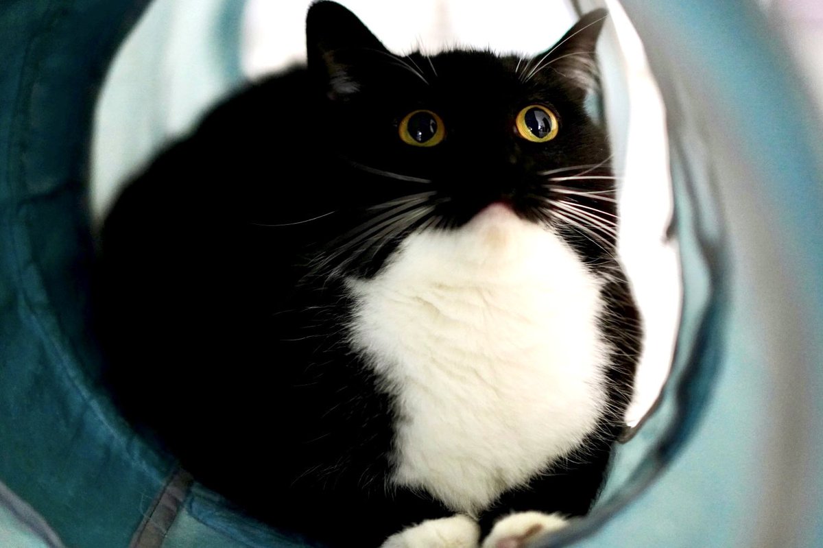 I'm Uni :3 tweet media