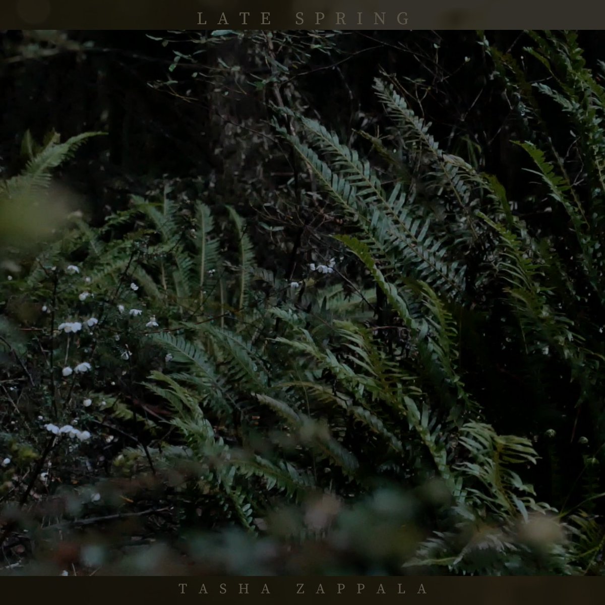 tashazappala's tweet photo. The Late Spring soundscapes are now on Bandcamp 🌿

https://t.co/9FqY9itXbo https://t.co/kdlHFwxo1L
