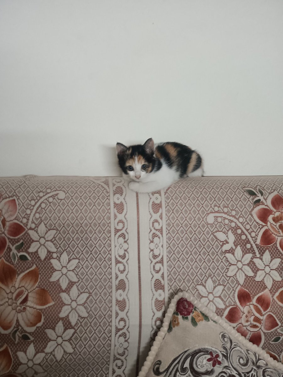 Hello... How r u all?

#Cat #Caturday #kitten #CatsOfX