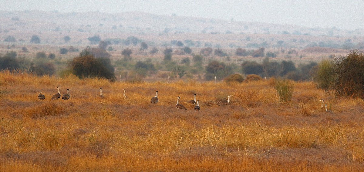 "12 GIBs  captured in a single frame in Desert National Park  on the 5th Jan, National Bird Day." October 2023  n February 2023, 9 GIBs were captured emphasising the need for predator proof enclosures made by  Forest Department within  DNP.
Pic Ashish Vyas DCF Jaiselmer