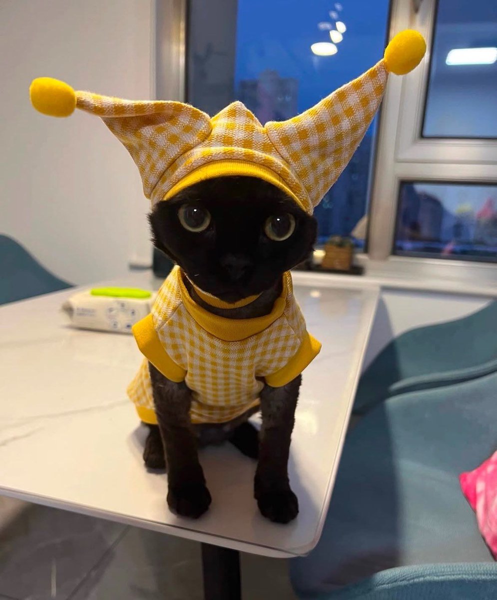 Black cats are not bad luck (@visualscat) on Twitter photo 