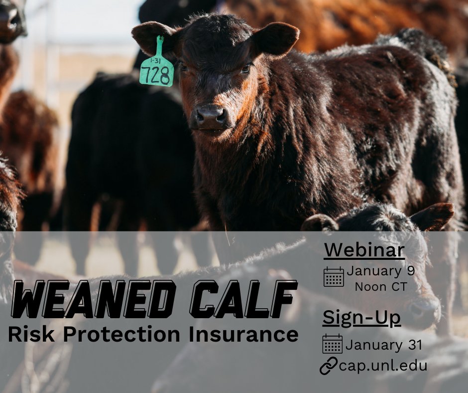 USDA-RMA's Weaned Calf Risk Protection Insurance helps protect the post-weaning weight gain of feeder cattle. The one-time enrollment deadline is January 31. Tune in tomorrow, January 9, at Noon CT to learn more about the program, coverage, and options.
cap.unl.edu