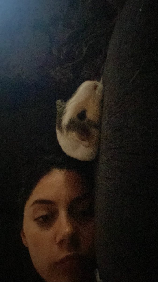 sophiaxramirez's tweet photo. Rest in Guinea pig heaven my stinky boy 🐹🩶 https://t.co/Dx9q99iHtw