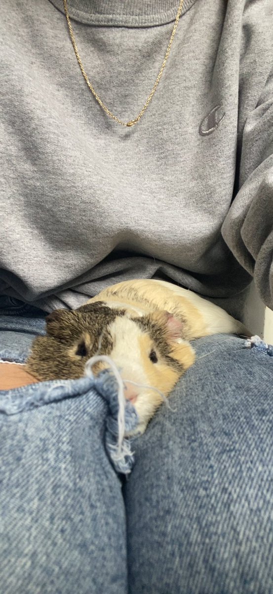 sophiaxramirez's tweet photo. Rest in Guinea pig heaven my stinky boy 🐹🩶 https://t.co/Dx9q99iHtw