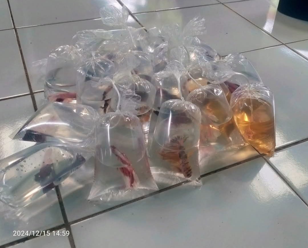 basoeki_hendri's tweet photo. (15/12/2024). Basuki Hendriawan, Lampung Tengah. Syaiful Amin, Pokdakan Betta 13, Totokaton. Budidaya Ikan hias, panen rata-rata 4-5 ribu ekor. Luas kolam 613 m2. #GiatLuhkanSatminkalBRPPUPP 
#Luhlapor 
#Panen https://t.co/J09lCgAlAJ