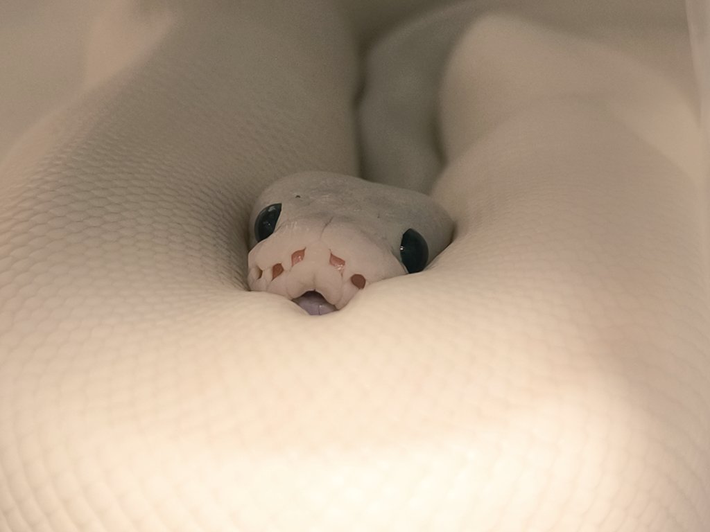 自分に埋もれる餅の化身