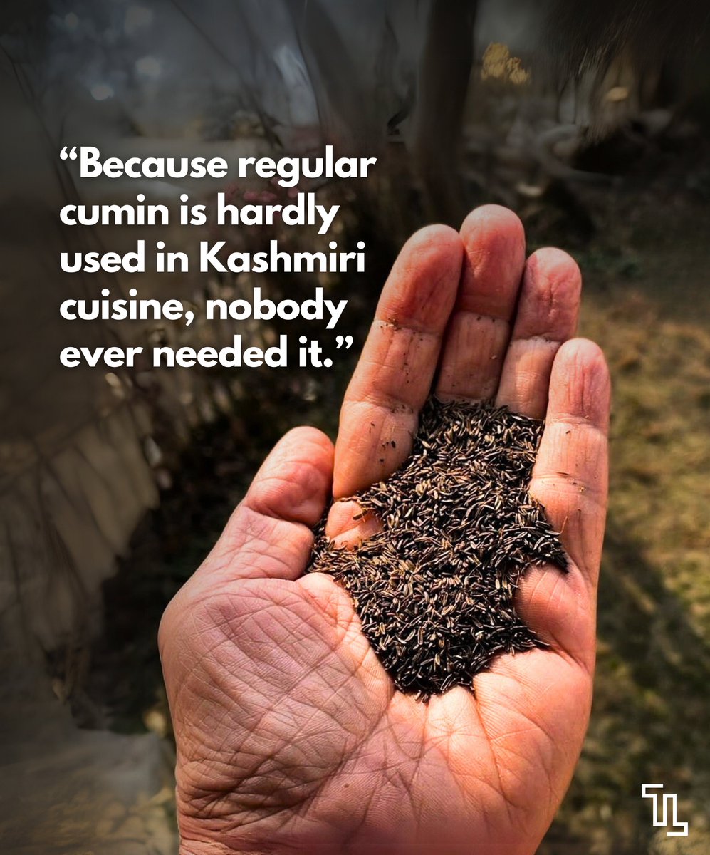 TheLocavoreIn's tweet photo. #BooksOnFood | “The higher the altitude, the better, and more fragrant the spice,” writes Marryam H. Reshii (@reshii) on black cumin in ‘The Flavour of Spice’.

Read here: https://t.co/izo06qQamk

#BlackCumin #FlavourOfSpice #GurezValley https://t.co/6eVBJMp5Kc