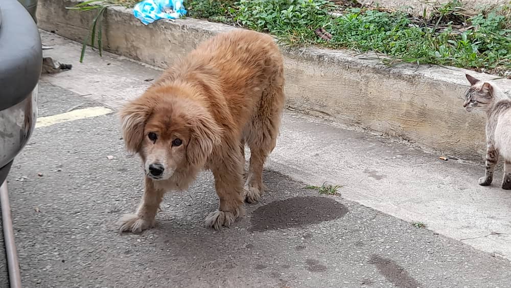 yara calcagno tweet media