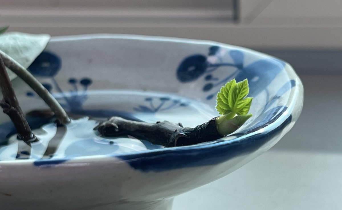 그치만 좋은 걸 보여드리겠습니다. 무화과 나뭇가지를 잘라 물에 꽂아놓았더니 이렇게 아기 잎이 납니다. 죽은 줄 알았었는데, 3개월만에.