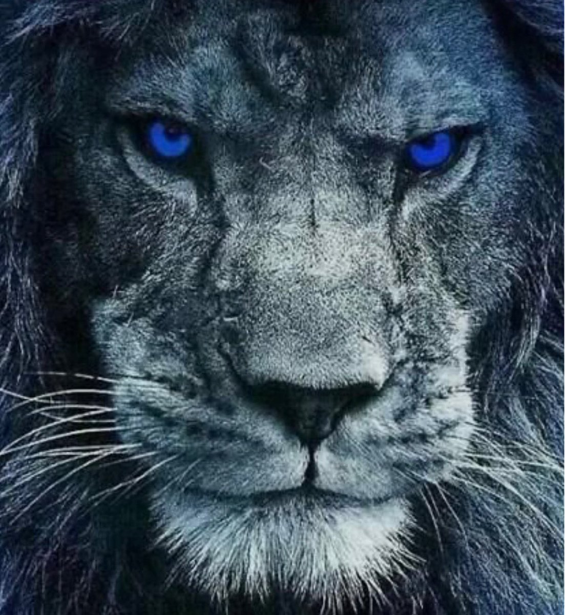Kings of the North!