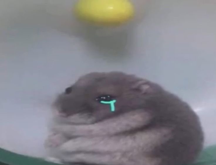 Este año llegó a los 40kg lo prometo