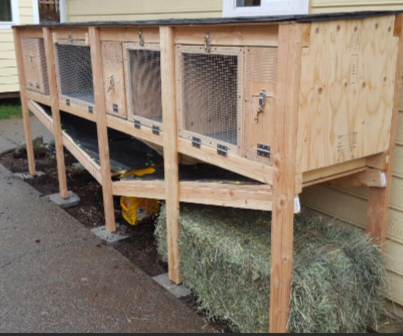 Ammantiax's tweet photo. Maximizing Rabbit Productivity on a Budget
Use bamboo or recycled wood for shelters.
Create a small fodder garden to reduce feed costs.
Focus on crossbreeding for improved genetics
Efficient farming starts with smart resource use
#AgriHopperRwanda #BudgetFarming #RabbitRevolution https://t.co/sWBQAkdmvn