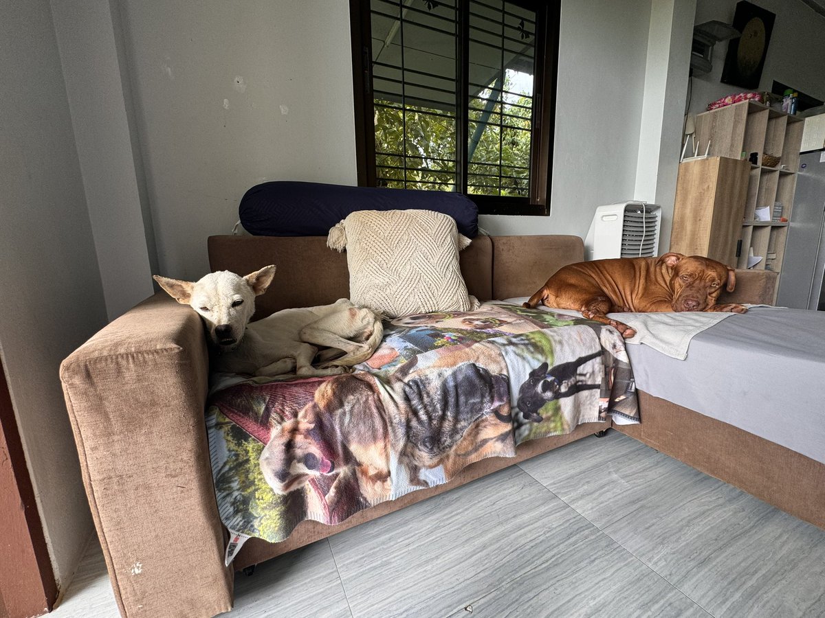 Niall Harbison tweet media