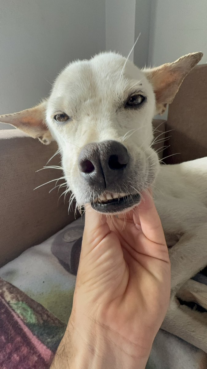 Niall Harbison tweet media