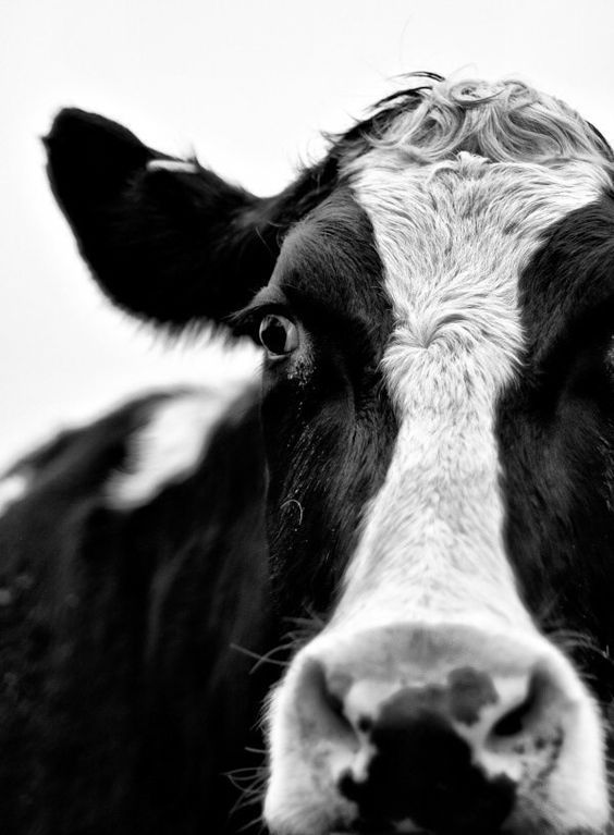 WillowWind64's tweet image. ‘The worst sin towards our fellow creatures is not to hate them but to be indifferent to them: that is the essence of inhumanity.’ ~ GBS