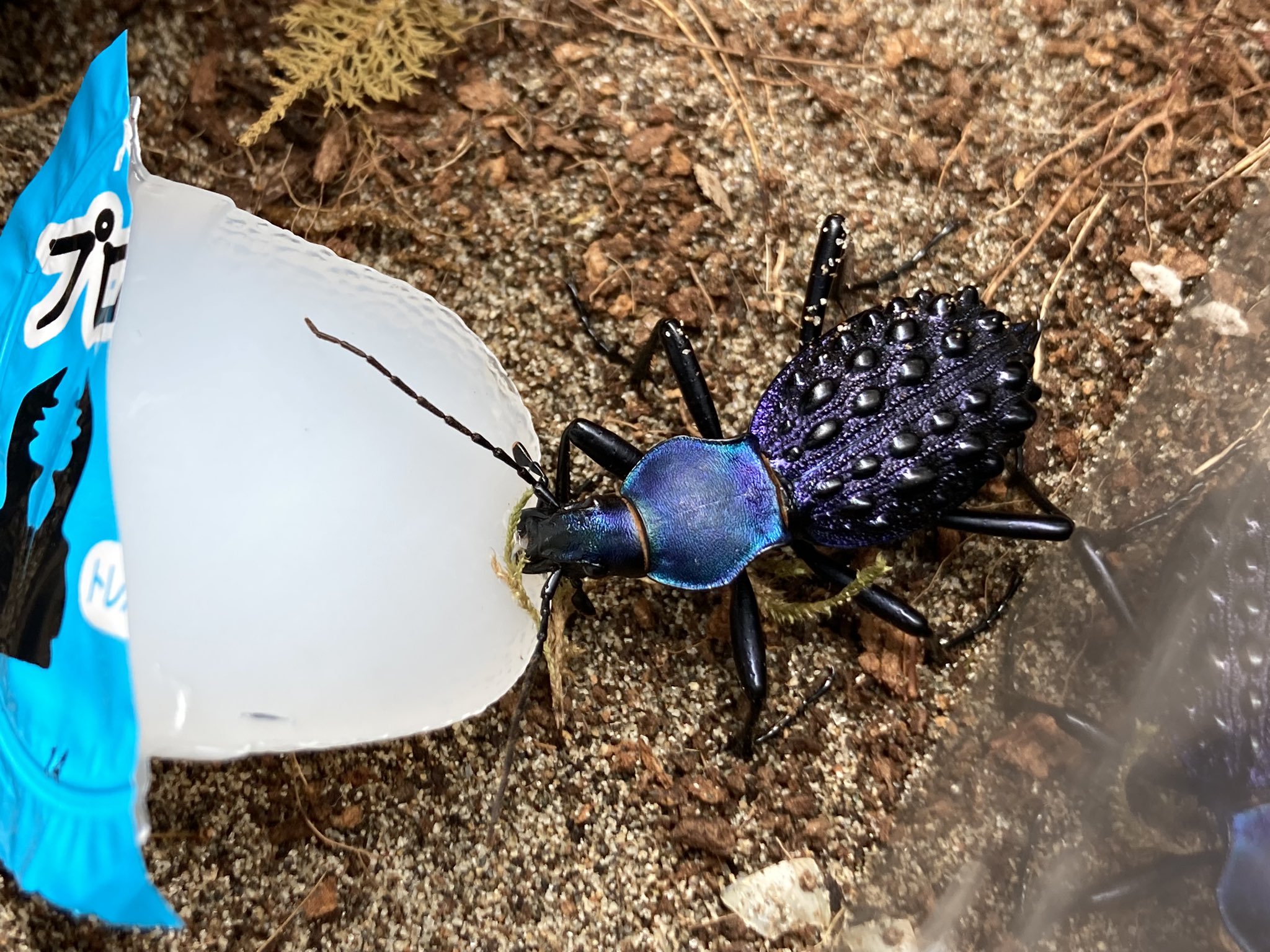 さっちゃん🐛🦂🕷 on X: 
