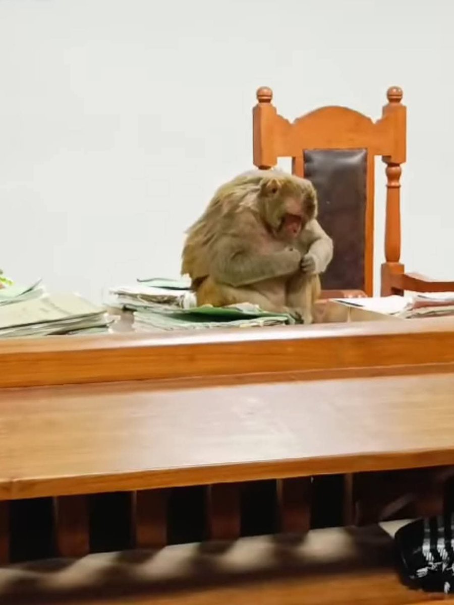 keveeyes's tweet image. ഗ്യാൻവാപി കേസ് നടക്കുന്ന കോടതിയിൽ ഒരു കുരങ്ങൻ. ജഡ്ജിയുടെ കസേരയിൽ കയറിയിരുന്ന കുരങ്ങ് ഫയലുകൾ മറിച്ച് നോക്കി; സ്ഥലം വിട്ടു. ഹനുമാന്റെ സാന്നിധ്യമാണ് അതെന്ന്.... 
അയോദ്ധ്യ കേസ് വിധിപറഞ്ഞ രാത്രി തന്റെ ദൽഹി വസതിയുടെ ടെറസിൽ കുരങ്ങന്മാർ വന്ന് കളിച്ചത് adv പരാശരൻ പറഞ്ഞിരുന്നു. #Gyanvapi