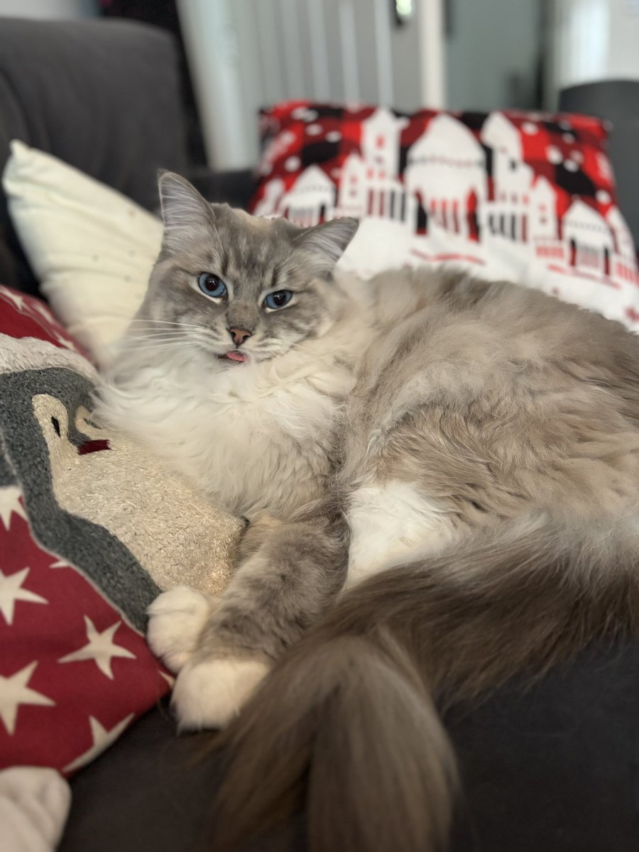 TeachingWhimsy's tweet image. Good morning #teacher5oclockclub - first day back! INSET for me and Lego Therapy training for the whole school which is pretty cool! This is how Bella feels about being left alone though - poor pusscats! Have a great first day back all! #edutwitter #teachersoftwitter #MondayMood