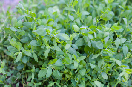 AgriHopper's tweet photo. Rabbit Feed Formula 🥬
✅ Grains: Barley, oats, or corn for energy.
✅ Greens: Vegatable, forage, carrots tops, local available feeds 
✅ Supplements: Calcium and salt for bone strength.
Quality nutrition is an investment in success.
#AgriHopperRwanda #FeedSmart #HealthyHoppers https://t.co/NjtVbtDGM9