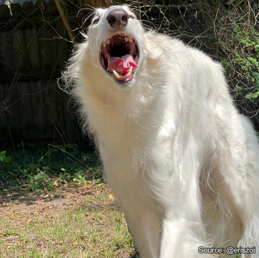 Borzoibot (ON BSKY NOW!) (@borzbot) on Twitter photo 