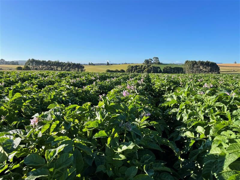 Muirs.Tas tweet media