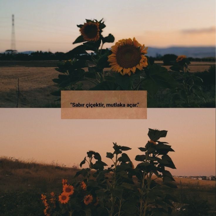 Sabır çiçektir, mutlaka açar.