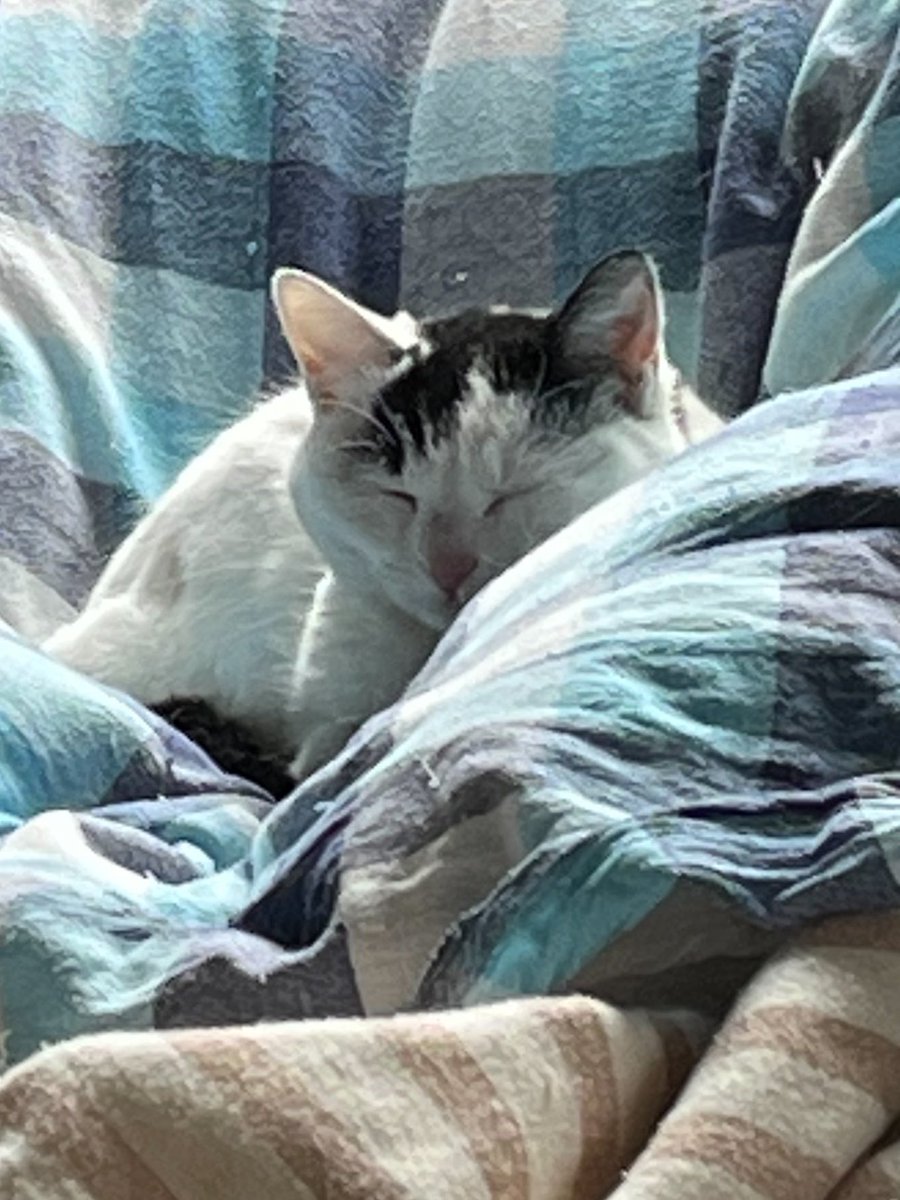 大晦日より逃走中だった実家のネコ、ワカメが1週間の逃亡を経て確保されたそうです。
今は布団でグーグー寝てるそうです。
ご心配おかけしました。