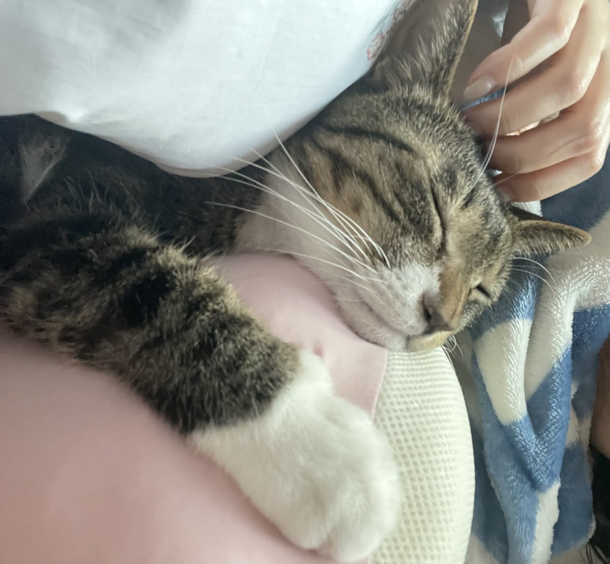 바디필로우 참 좋아하는 밭두