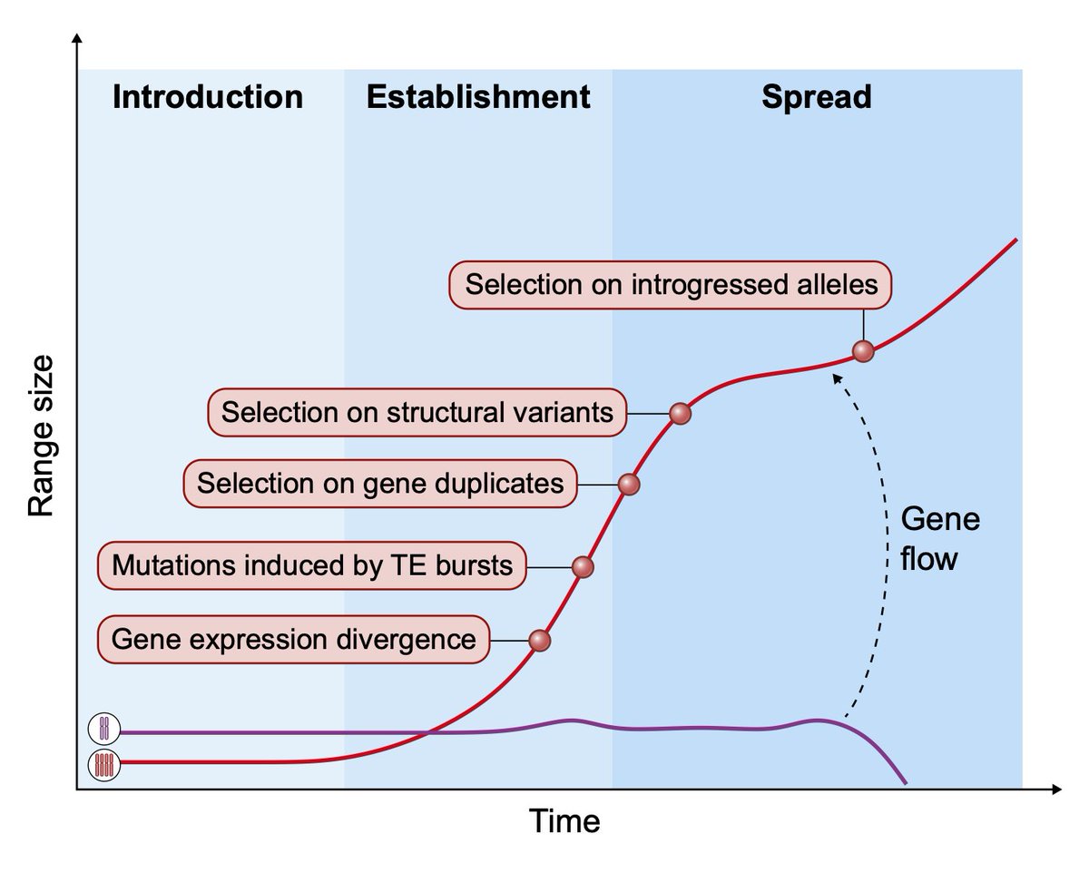 New paper! In a recent #TansleyReview <a href="/NewPhyt/">New Phytologist</a>, we explore how plants are driving genomics-enabled advancements in invasion science. We also highlight challenges in our understanding of invasive species evolution that botanical research can help overcome.

nph.onlinelibrary.wiley.com/doi/epdf/10.11…
