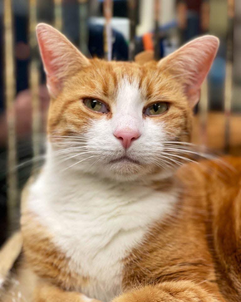 Good Morning &amp; welcome to marvellous marmalade Monday

There are so many opportunities to show kindness. Take as many of them as you can this week.

#cats #cats #Cat #CatsOnTwitter #CatsOfTwitter