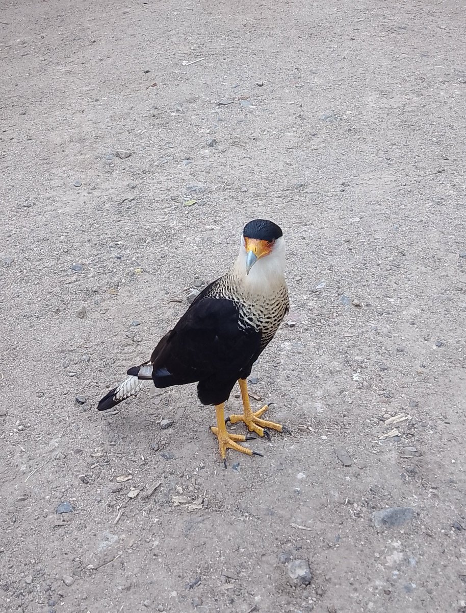 weeelyy's tweet photo. @MisaVtuber Un pajarraco 👌 https://t.co/bdkqHR40xK